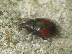 Nipus biplagiatus