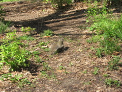 Sciurus carolinensis