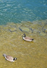 Branta canadensis
