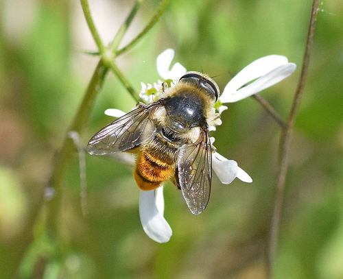 Merodon clavipes