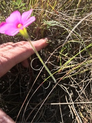 Oxalis imbricata