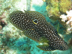 Calloplesiops altivelis