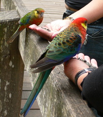 Platycercus icterotis