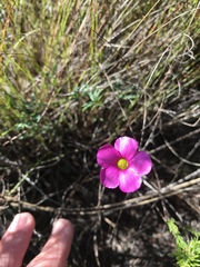 Oxalis imbricata