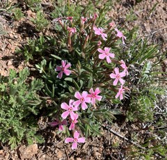 Phlox amabilis