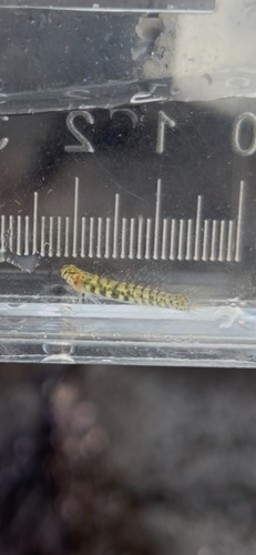 Kelloggella oligolepis observed 2026-07-10