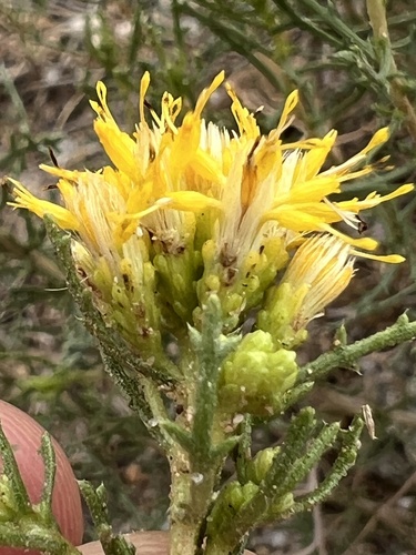 Isocoma tenuisecta, photograph 2