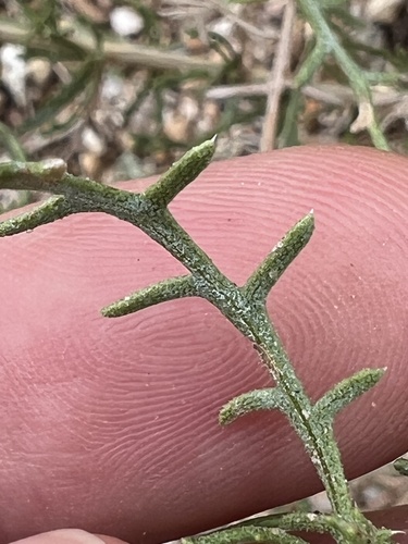 Isocoma tenuisecta, photograph 4