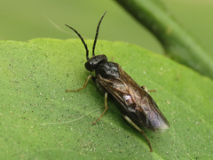 Cladius pectinicornis
