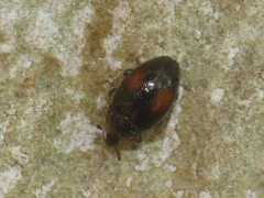 Nipus biplagiatus