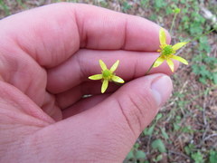 Ranunculus harveyi