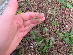 Ranunculus harveyi