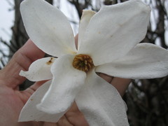 Magnolia kobus