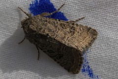 Protorthodes melanopis