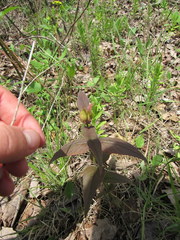 Monarda bradburiana