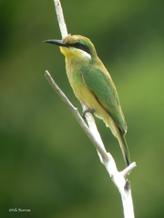 Merops variegatus loringi