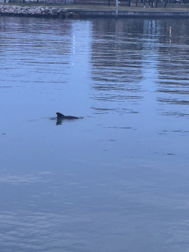 Common Bottlenose Dolphin observed by izziebee26