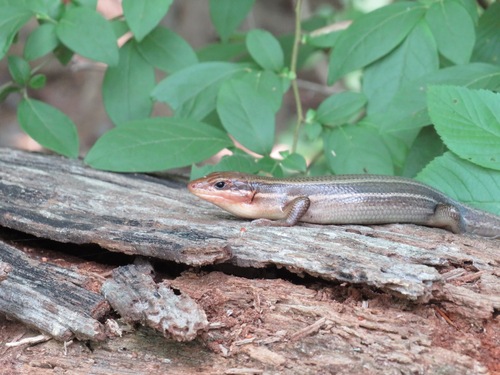 Broad-headed Skink observed by toad-wife