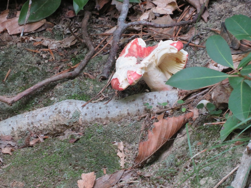 brittlegills · July 2026 · photo: Photo: (c) toad-wife, some rights reserved (CC BY) · iNaturalist