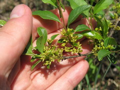 Rhamnus lanceolata