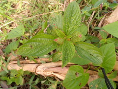Acalypha arvensis