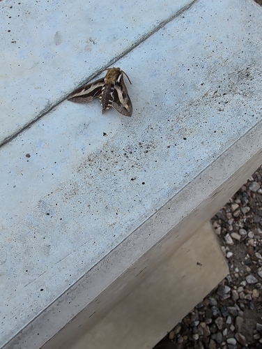 Bedstraw Hawkmoth