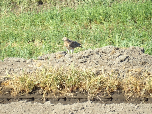 Northern Harrier observed by fishruss
