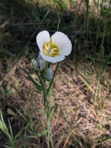 Calochortus gunnisonii, photograph 4