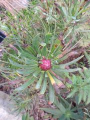 Protea aristata × repens