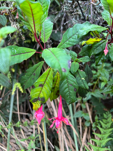 Fuchsia petiolaris