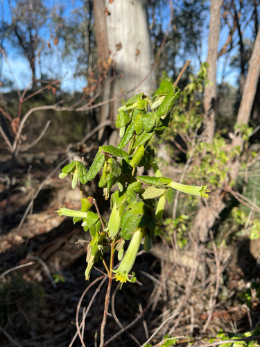 Common Correa