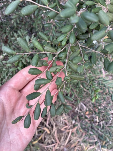 Diospyros humilis observed 2026-07-15