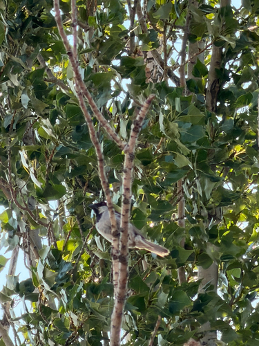 House Sparrow