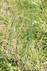Allium