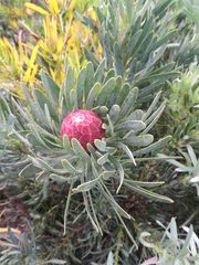 Protea aristata × repens