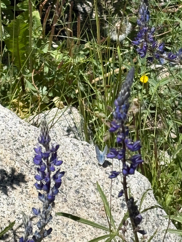 iNaturalist observation photo of Blues