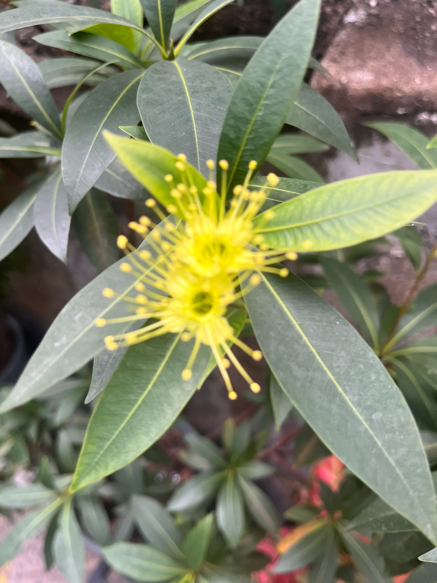 Xanthostemon chrysanthus (Xanthostemon chrysanthus)