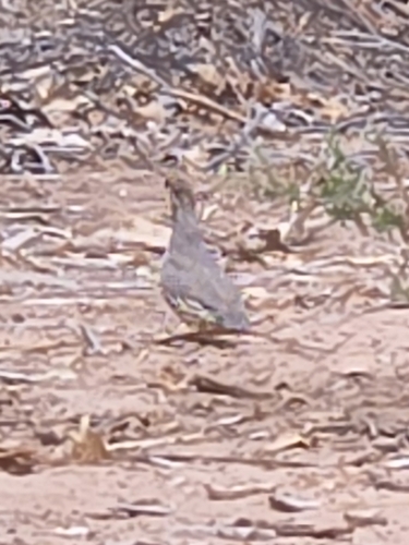 Gambel's Quail observed by danielatha