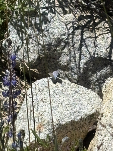 iNaturalist observation photo of Typical Blues