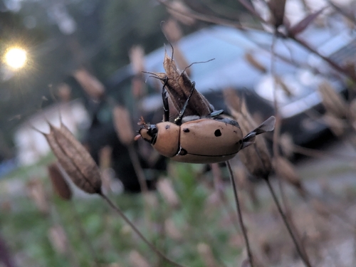 Grapevine beetle