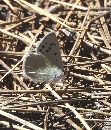 iNaturalist observation photo of Blue Copper