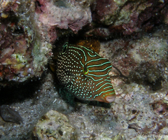 Canthigaster papua