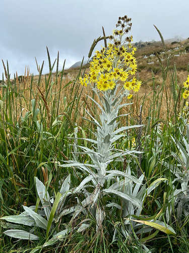 Senecio niveoaureus