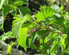 Rubus hawaiensis