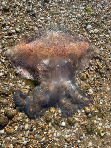 Haeckel's Jelly
