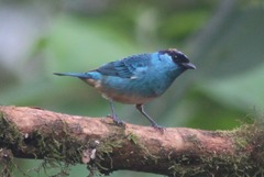 Golden-Naped Tanager photo 3