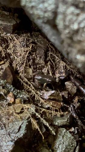 Chimbo rocket frog, Hyloxalus infraguttatus