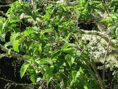 Rubus hawaiensis
