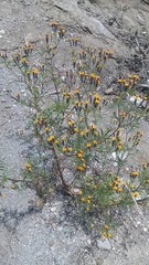 Tagetes multiflora