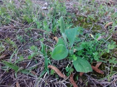 Plantago